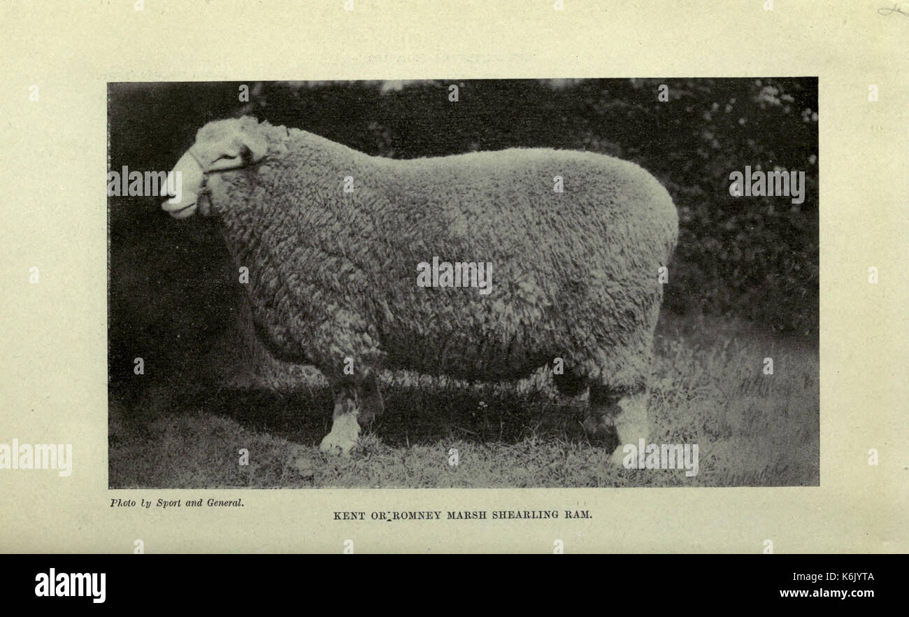 British sheep and shepherding BHL20664133 Stock Photo - Alamy