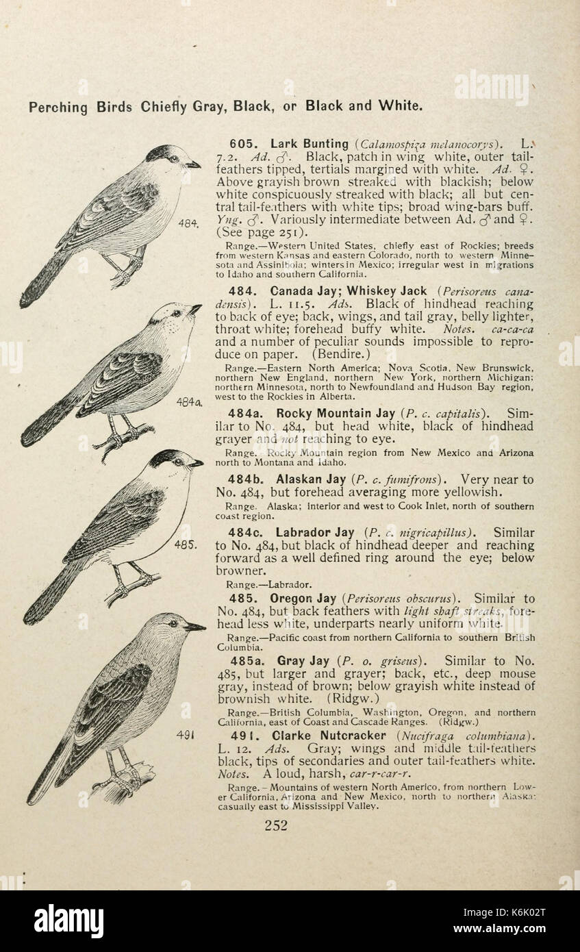 Bird identification charts hi-res stock photography and images - Alamy