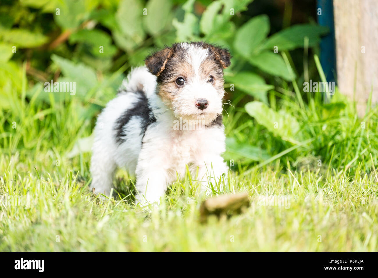 6 week old tricolor fox terrier puppy playing outside in the grass in the  garden Stock Photo - Alamy