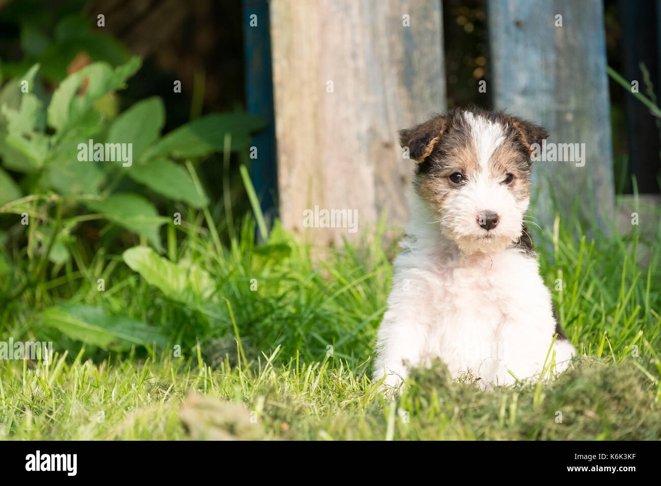 6 week old tricolor fox terrier puppy playing outside in the grass in the garden Stock Photo