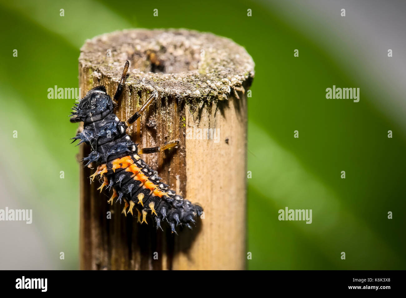 Ladybird larva Stock Photo