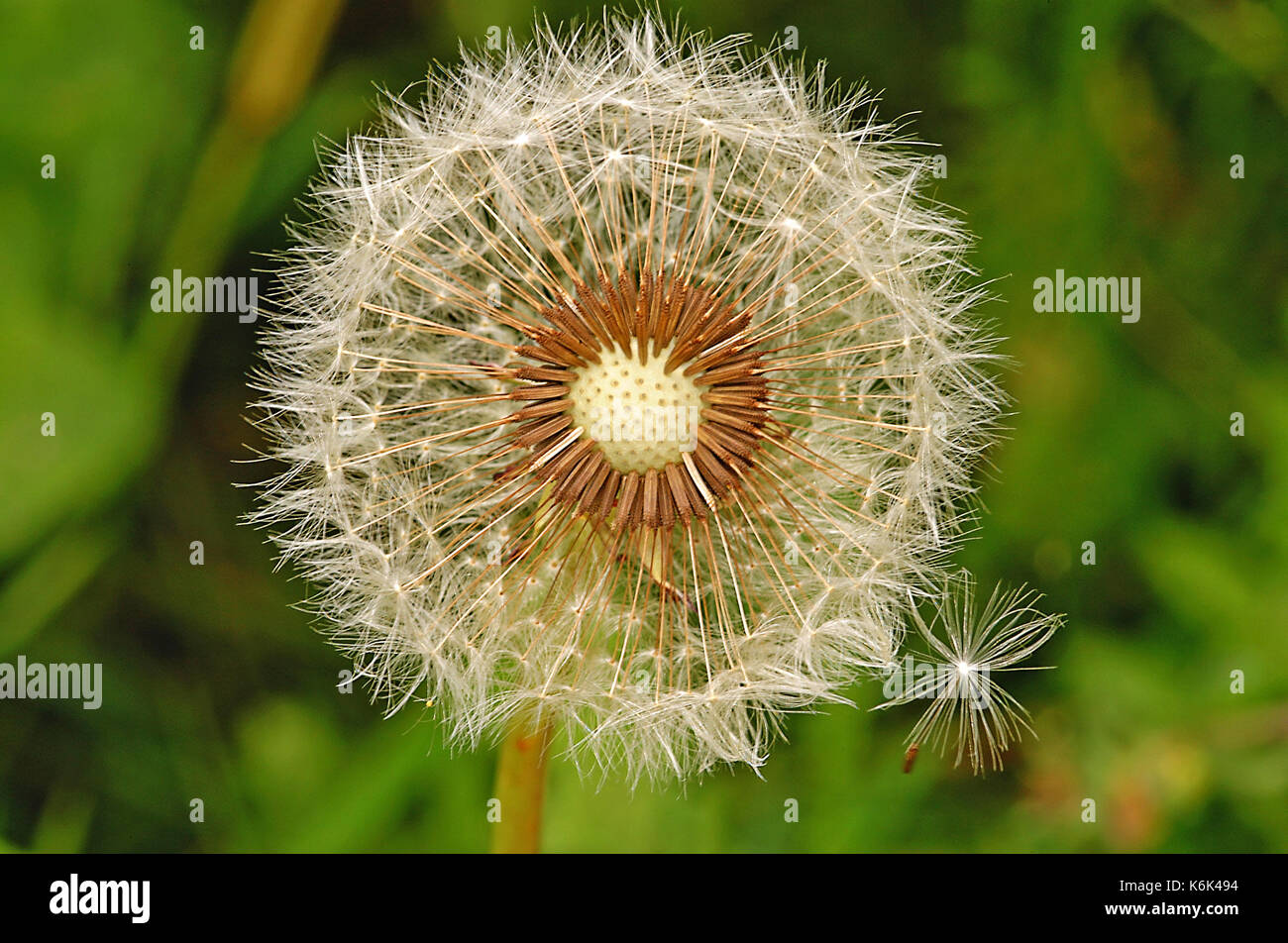 Dandelion Seed Head (Taraxacum Officinale) Stock Photo