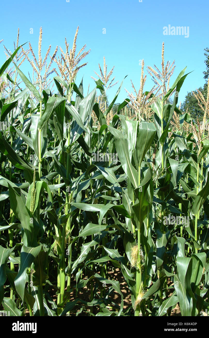 Corn field in Hampshire, England Stock Photo