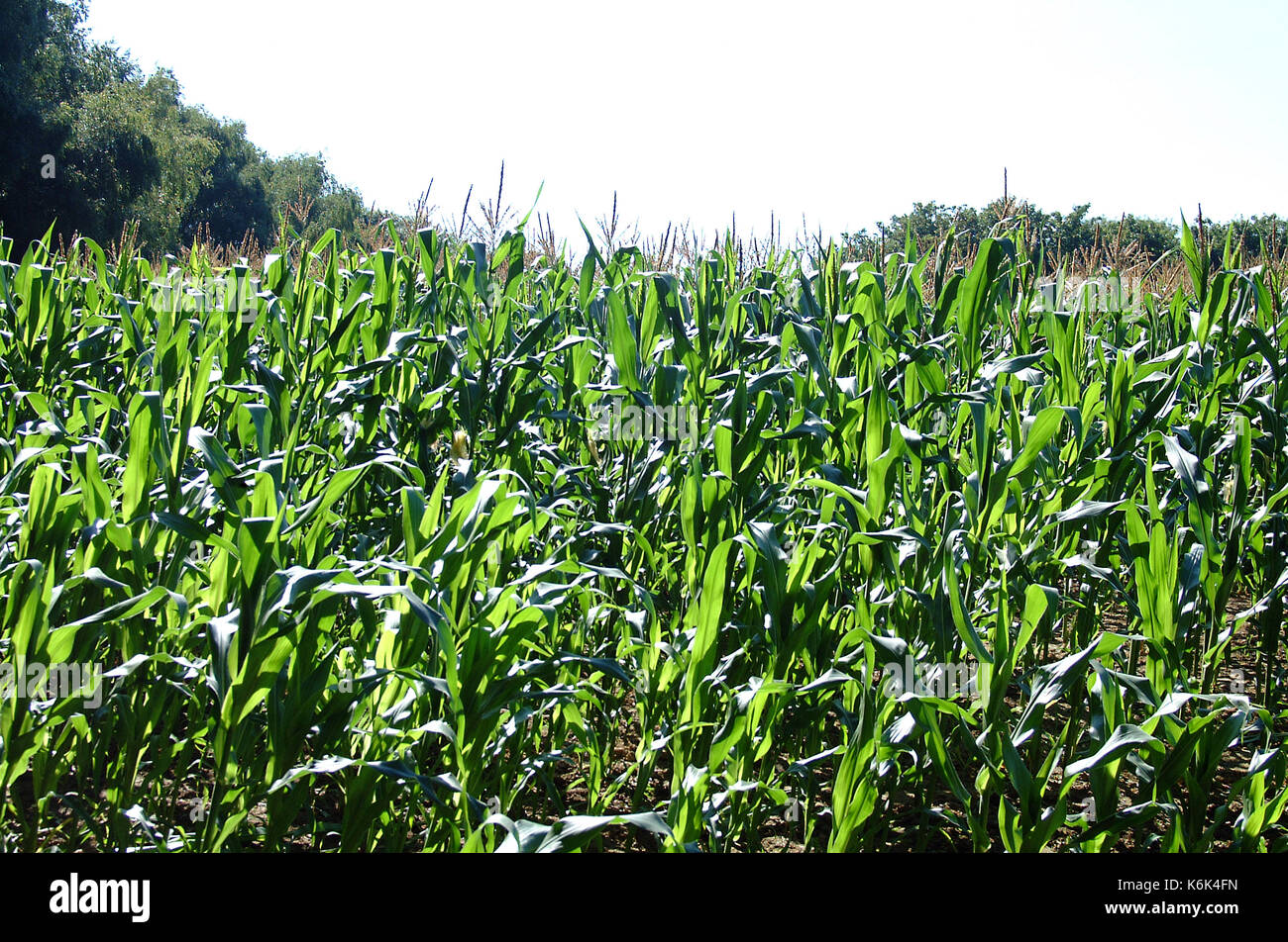 Corn field in Hampshire, England Stock Photo