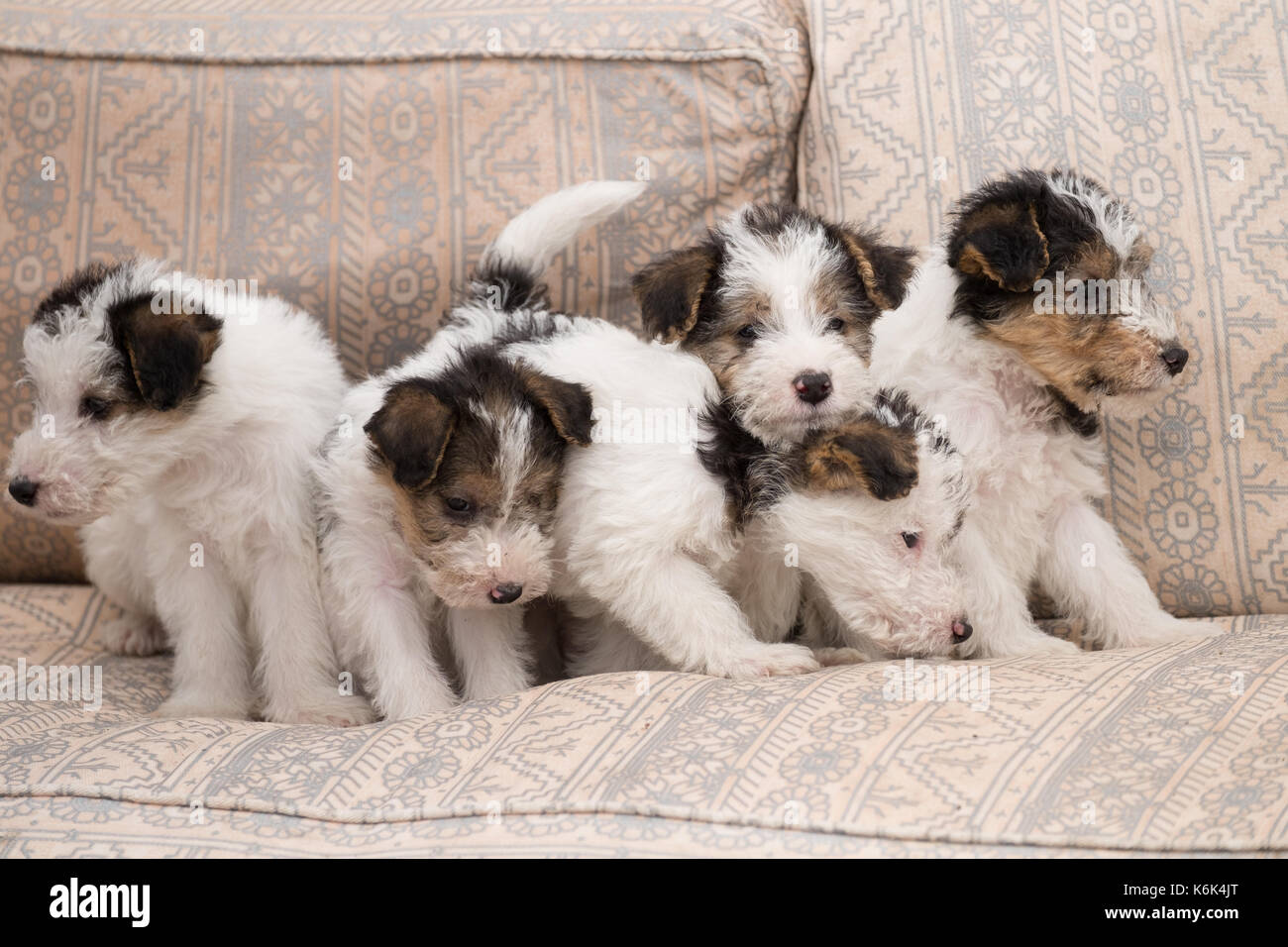 6 week old tricolor fox terrier puppy playing outside in the grass in the  garden Stock Photo - Alamy