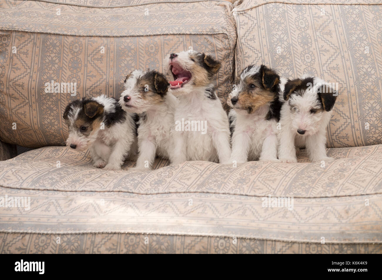 Tricolor hotsell fox terrier
