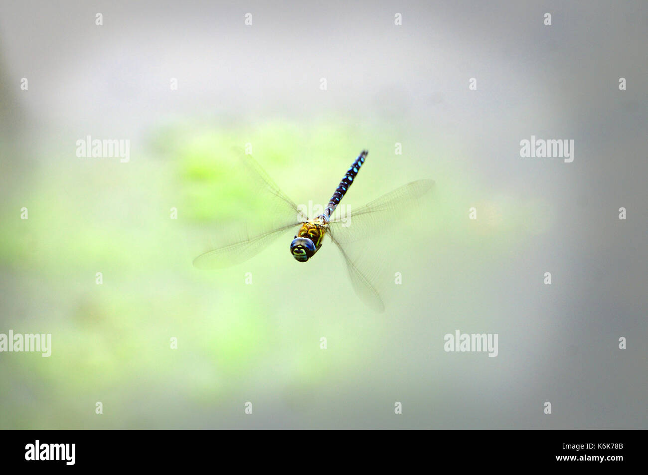 beautiful flying dragonfly Stock Photo