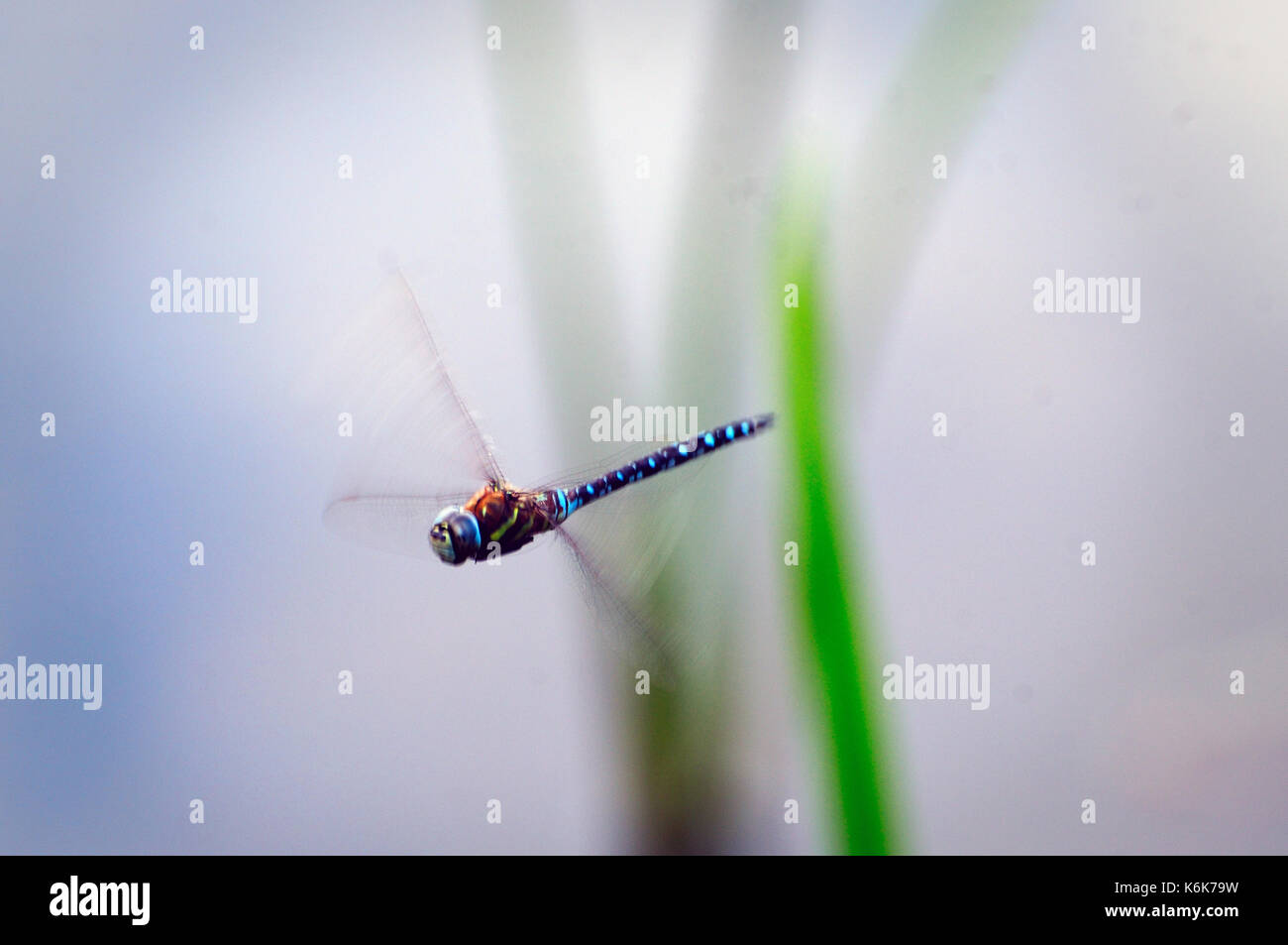beautiful flying dragonfly Stock Photo