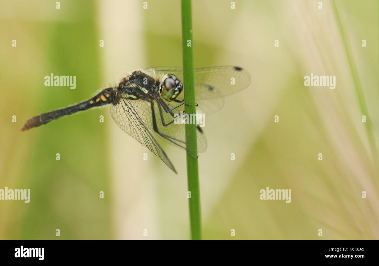 A stunning male Black Darter Dragonfly (Sympetrum danae) perched on a reed. Stock Photo
