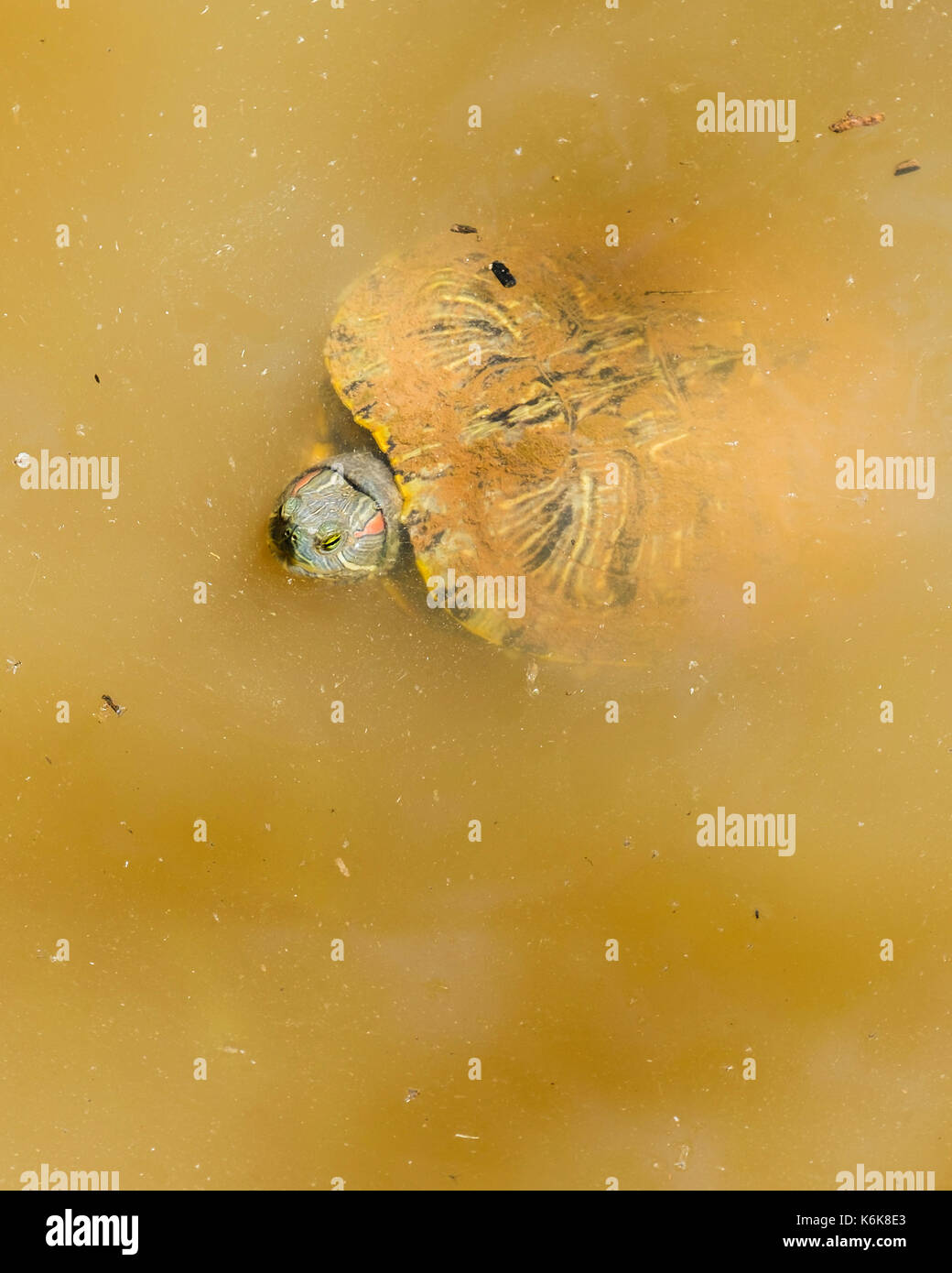 A Red-eared Slider turtle, Trachemys scripta elegans, swimming in murky ...