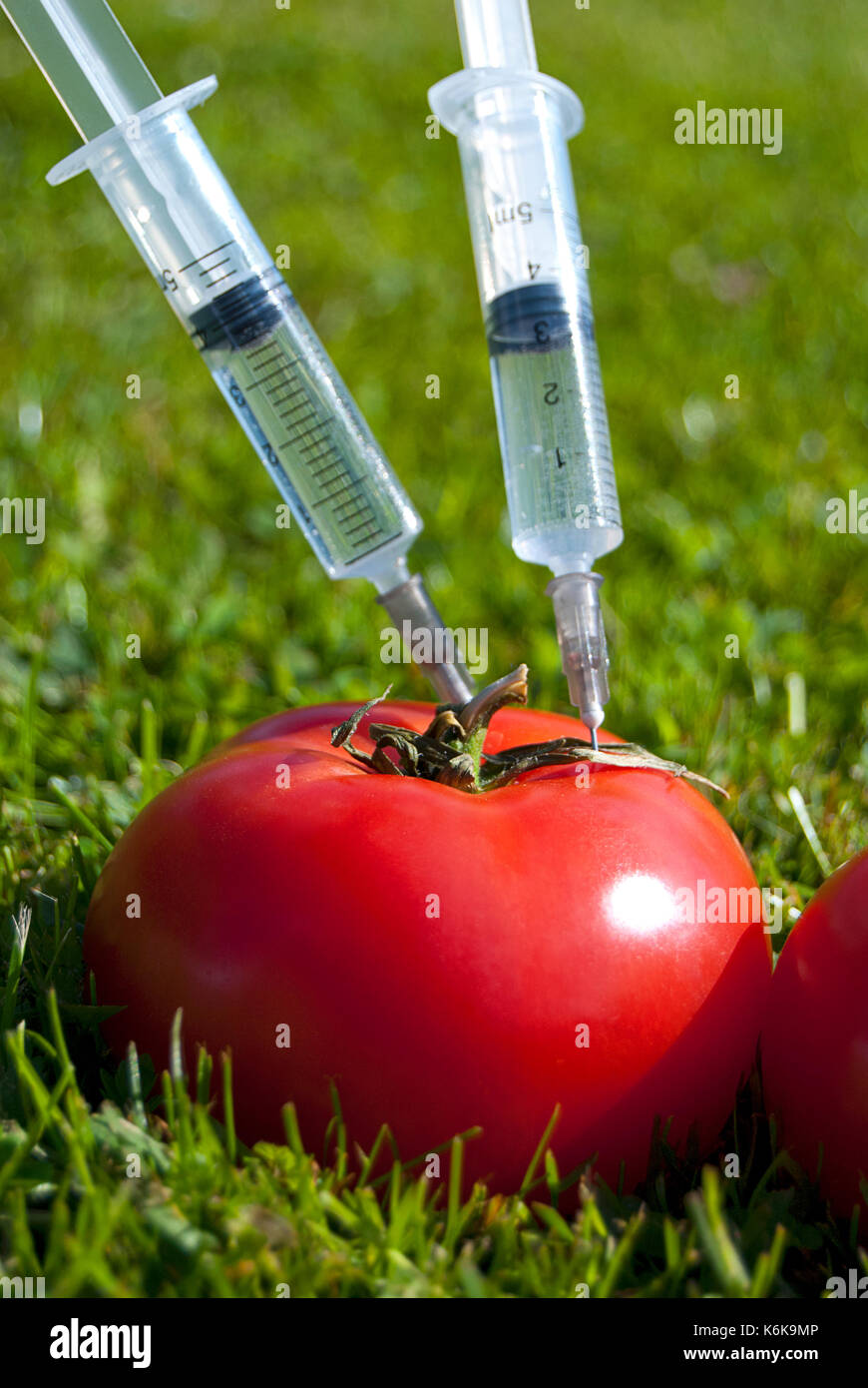 modification tomatoes Stock Photo Alamy