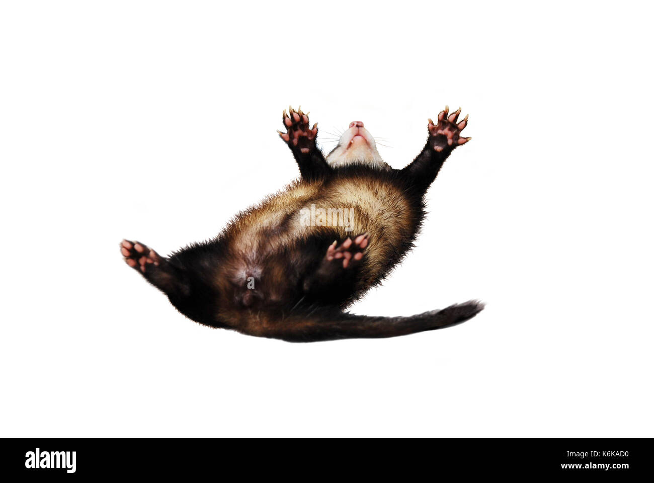 Sable ferret playing/rolling around on an isolated/white background Stock Photo