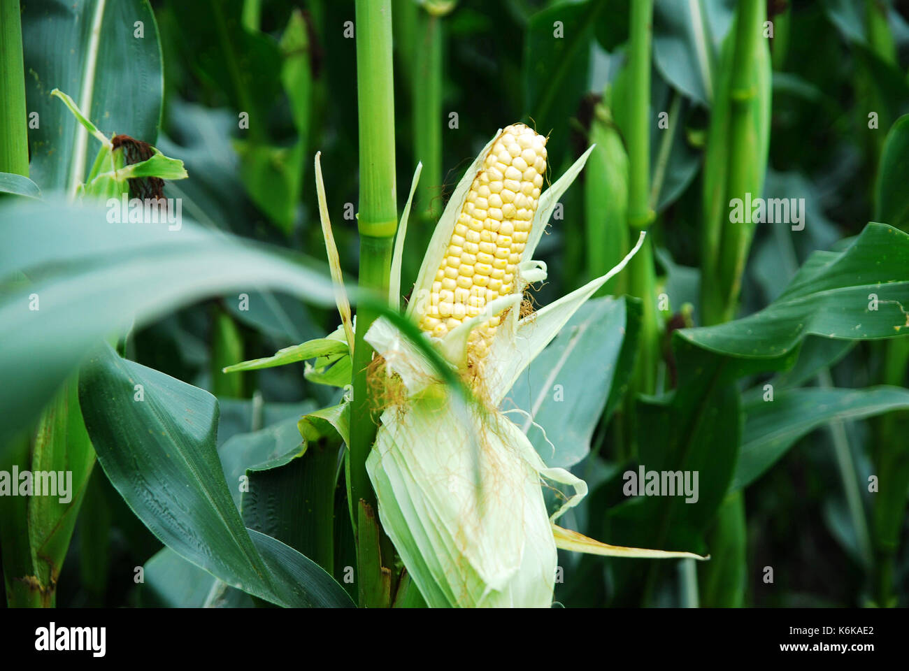 Sweet corn in cornfield Stock Photo