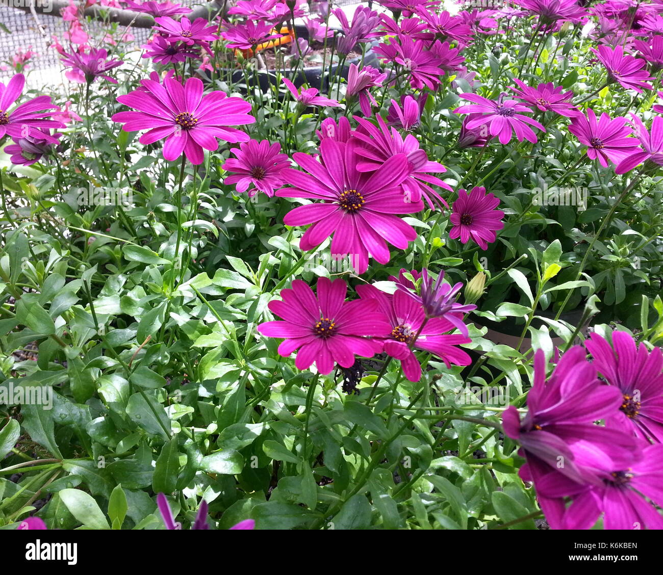 Stunning daisies hires stock photography and images Alamy