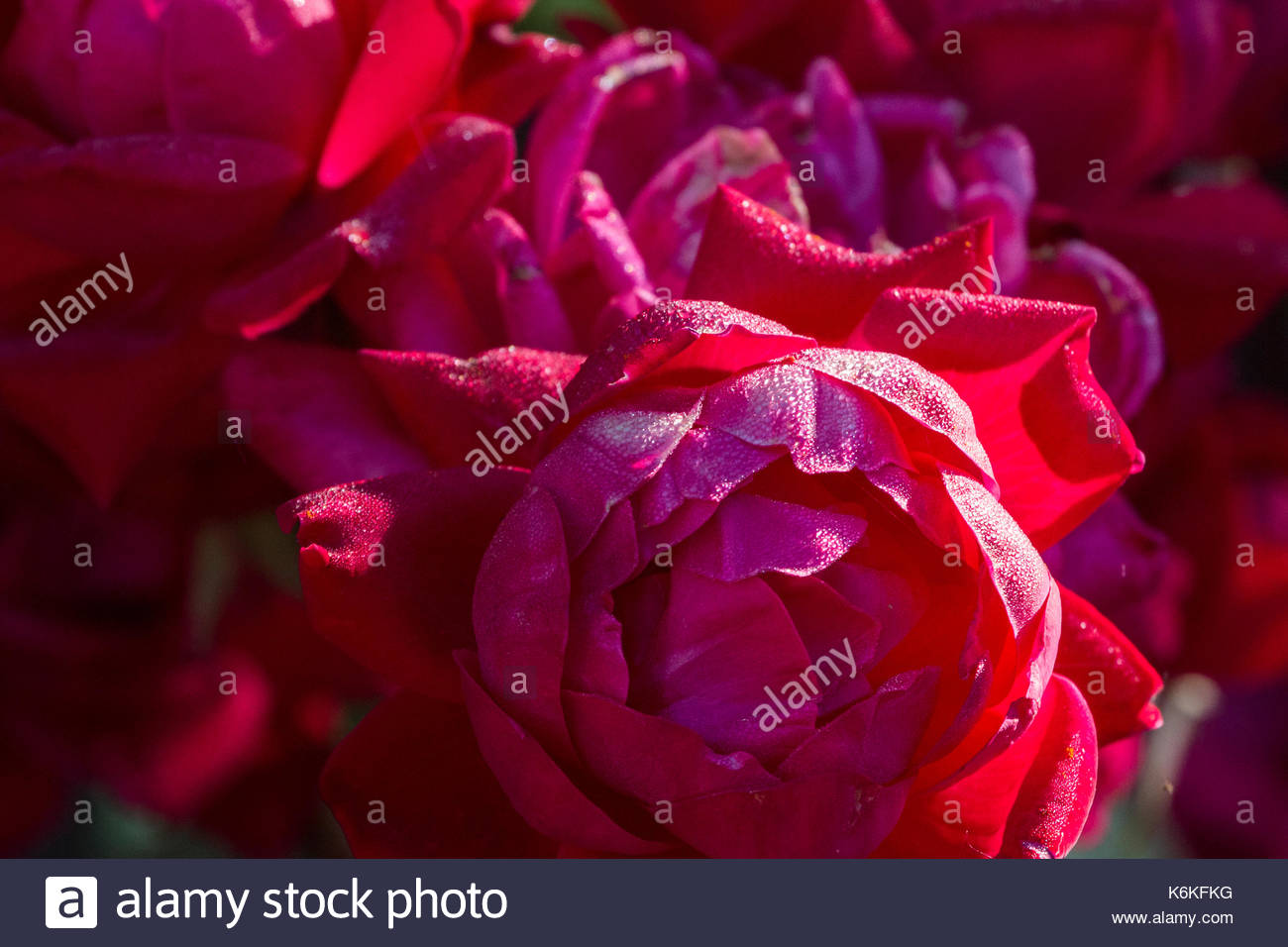 Woodbridge Stock Photos & Woodbridge Stock Images Alamy