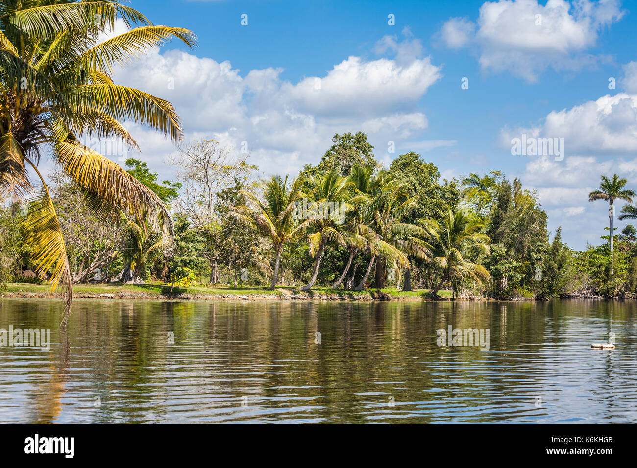 Guama, Laguno del Teroso (Treasure Lake), on the west coast of Cuba: panoramic view of the lake with lakeside Cuban royal palm trees Stock Photo