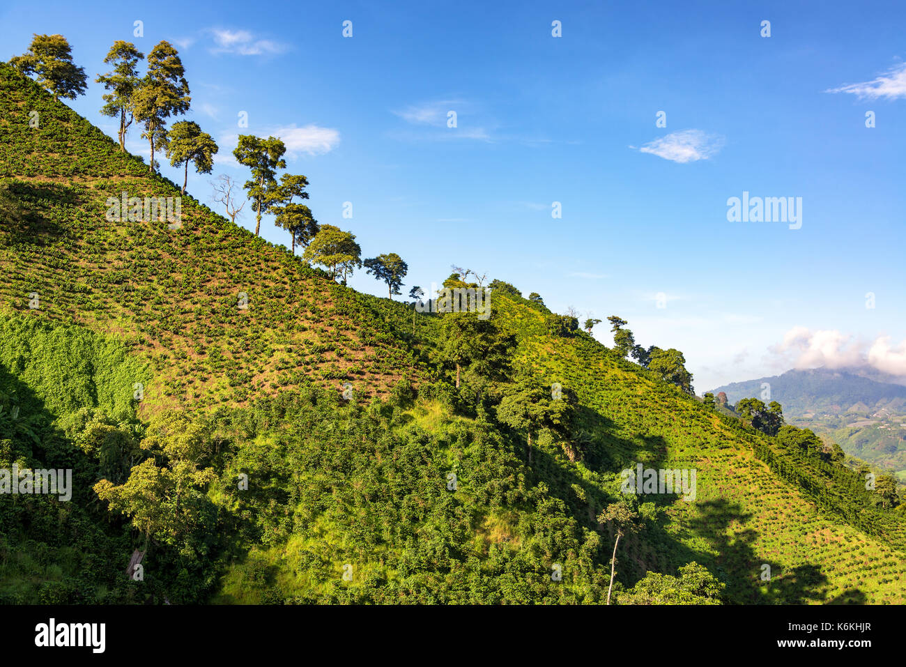 Hills covered in coffee plants with a beautiful blue sky near Manizales, Colombia Stock Photo