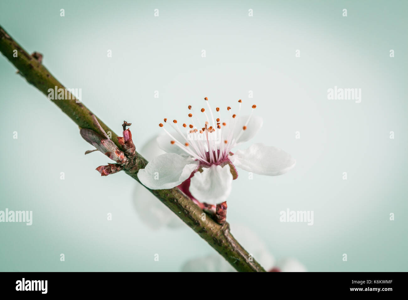 Realistic cherry blossom hi-res stock photography and images - Alamy