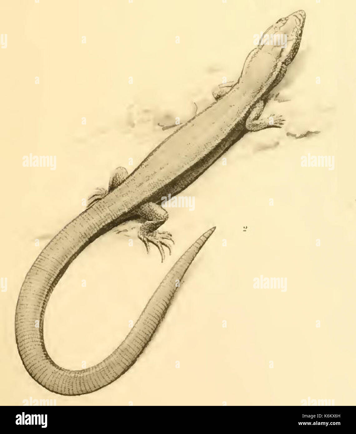 Cricosaura typica E.N. Fischer Stock Photo Alamy