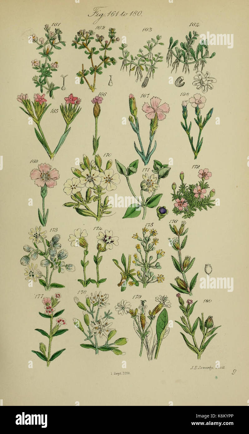 British wild flowers (Pl. 09) (7507465034 Stock Photo Alamy