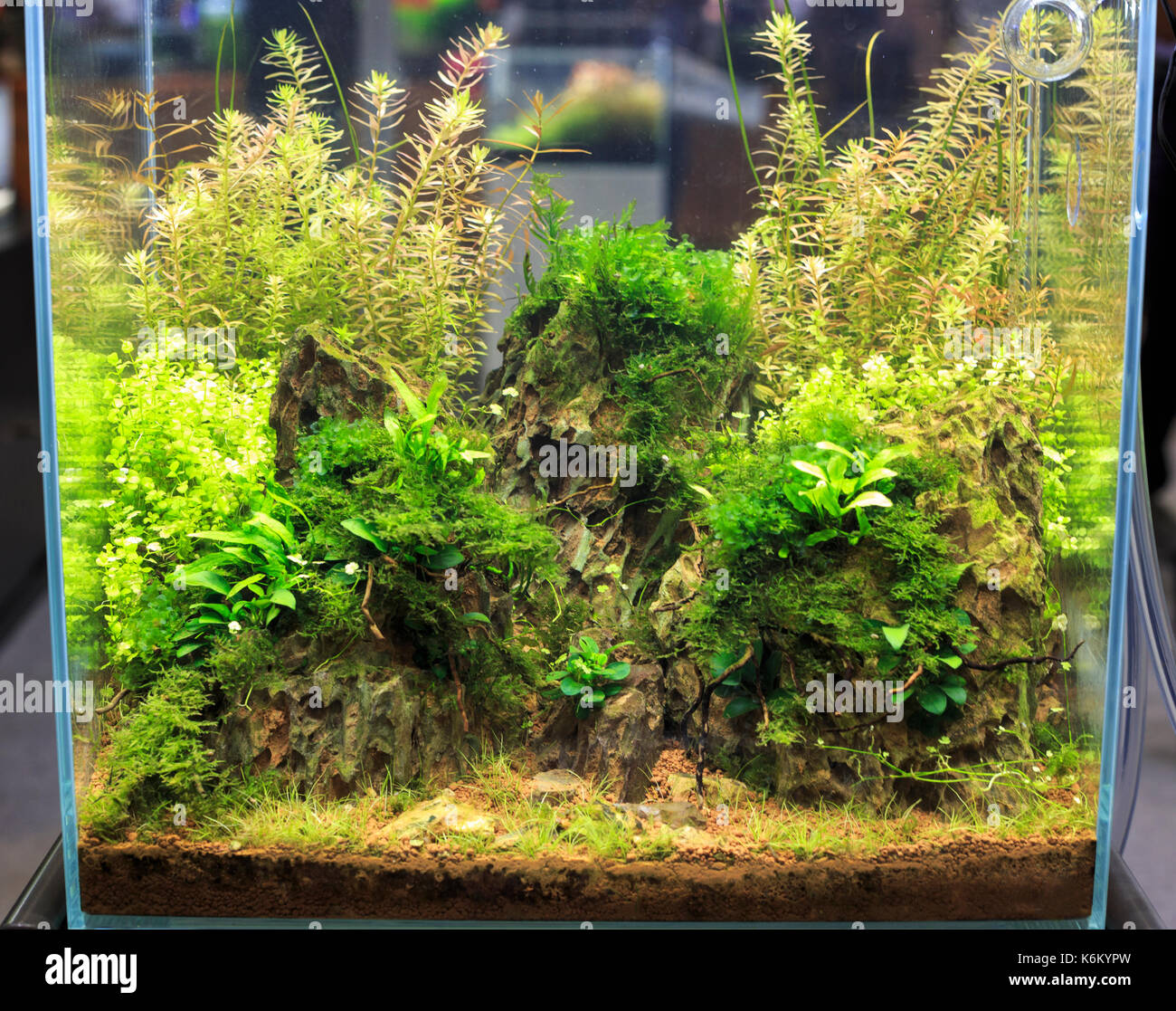 Heavily planted freshwater aquarium Stock Photo Alamy