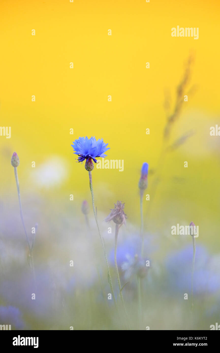 Cornflower (Centaurea cyanus) in summer. Stock Photo