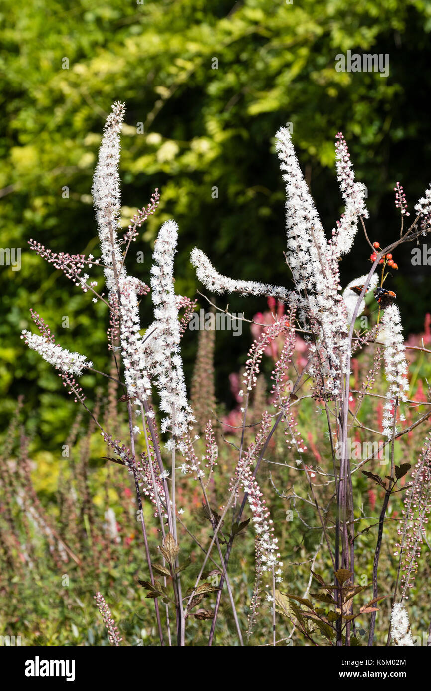 White flower spikes of the tall variety of the autumn flowering bugbane, Actaea simplex 'Mountain Wave' Stock Photo