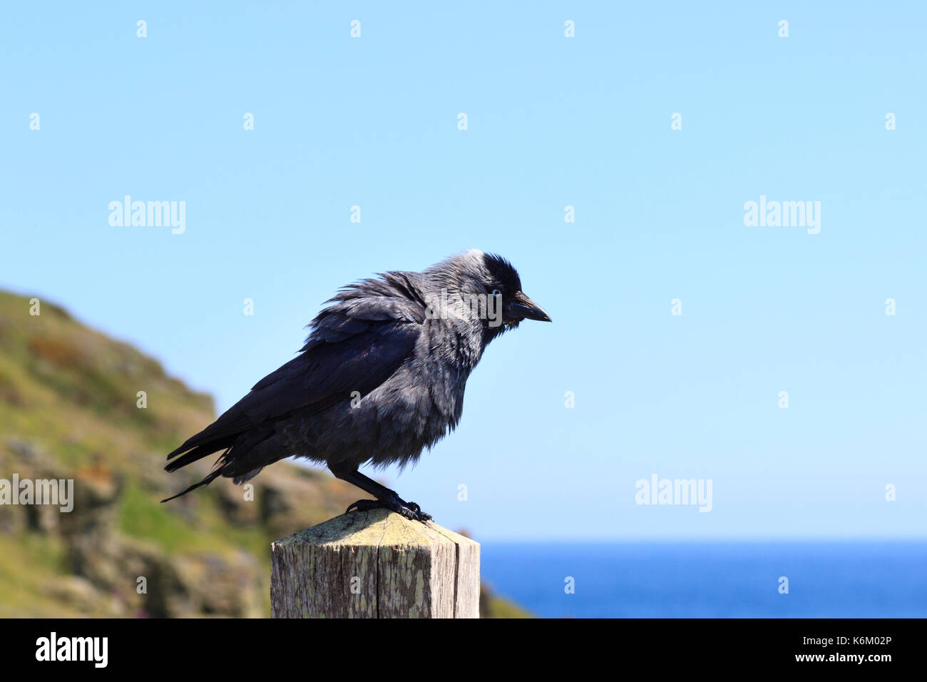 Wind ruffled Jackdaw, Corvus monedula, on a post at The Lizard, Cornwall.  Sea and cliffs in the background. Stock Photo