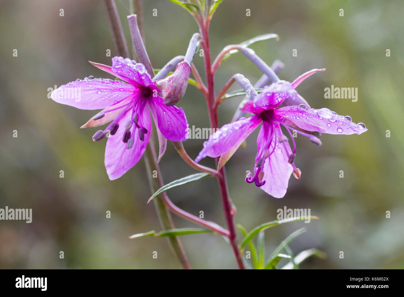 Pink flowers of the alpine willowherb, Epilobium dodonaei, a late summer flowering perennial Stock Photo