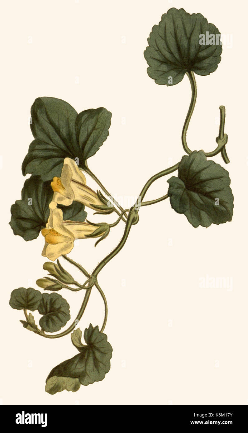 Botanical science historical study hi-res stock photography and images ...