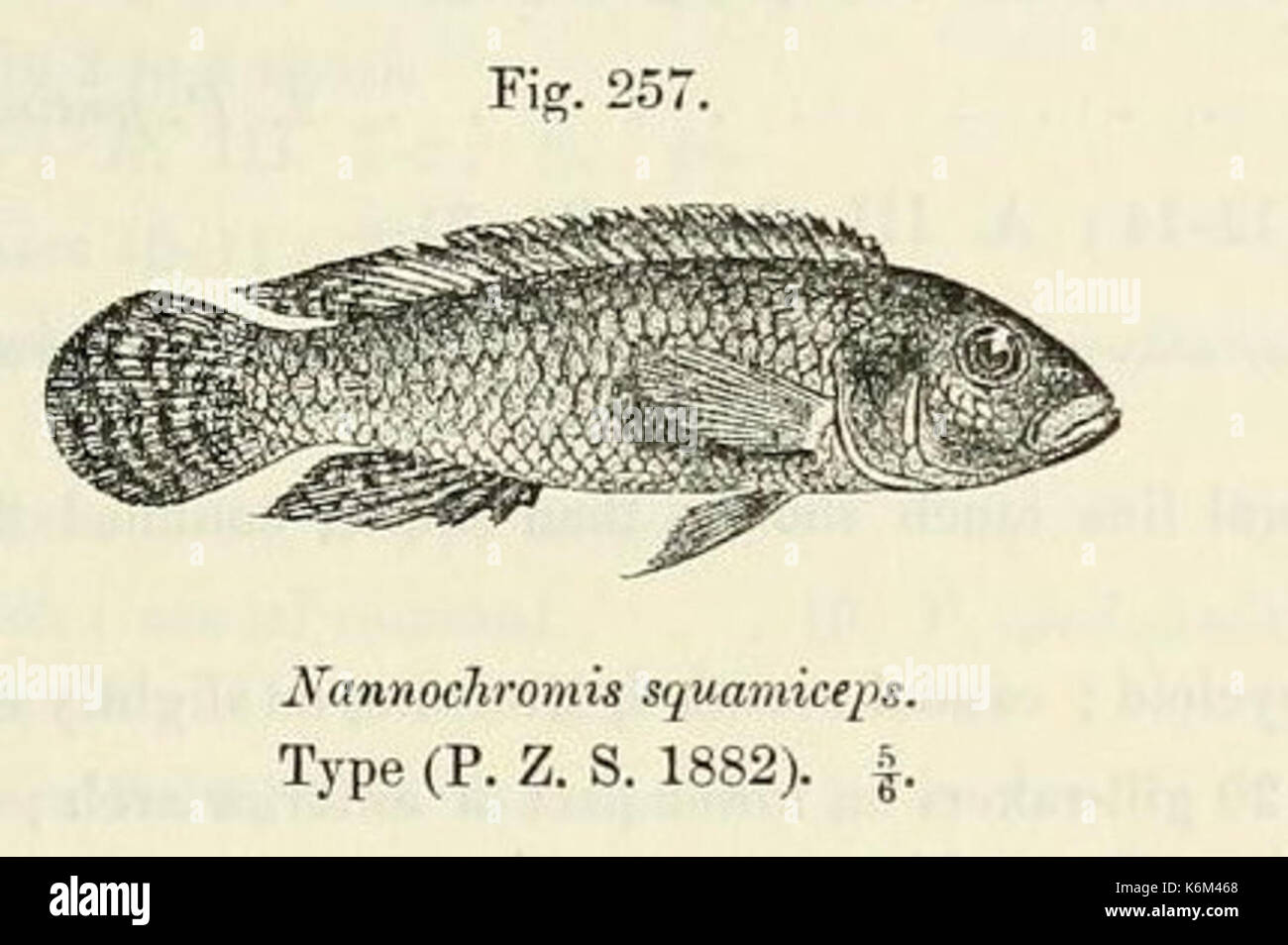 Congo river basin fish hi-res stock photography and images - Alamy