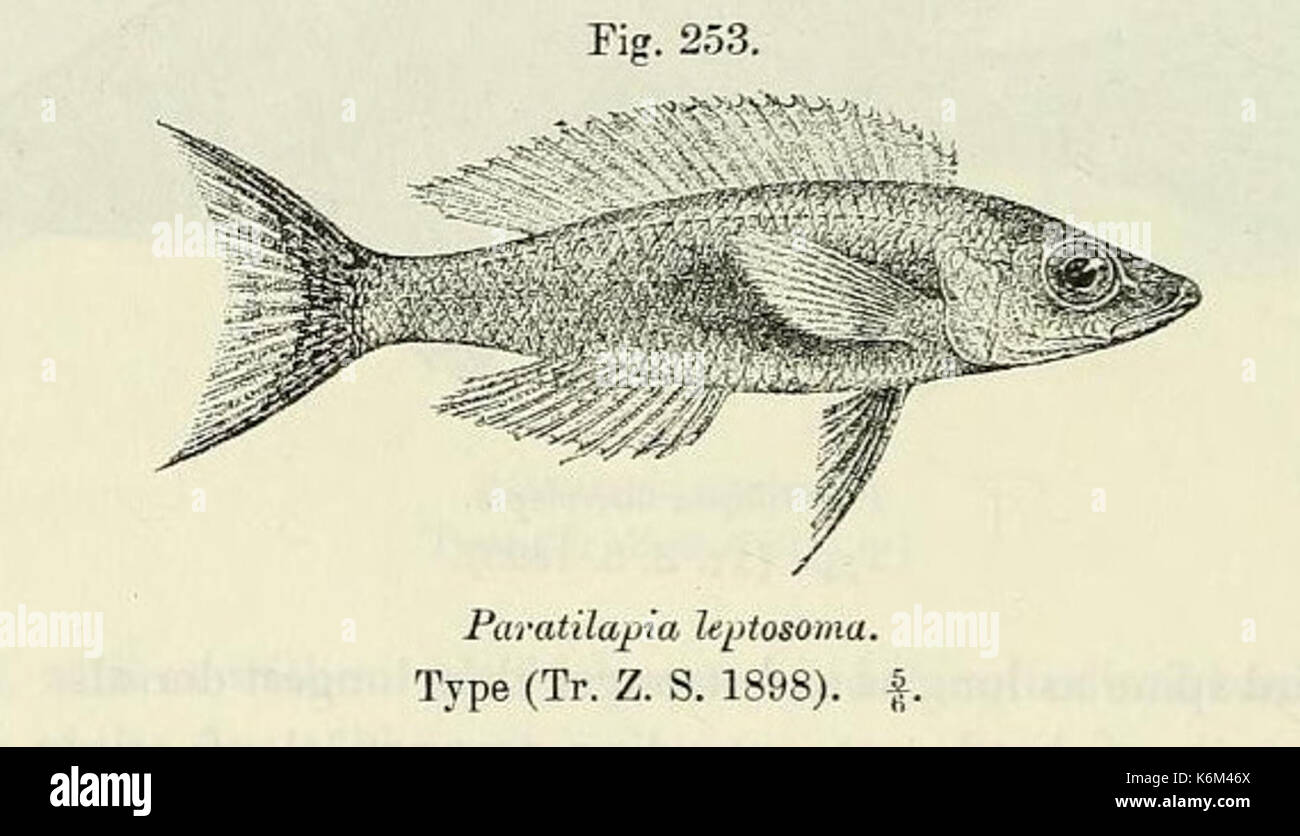 Cyprichromis leptosoma2 Stock Photo