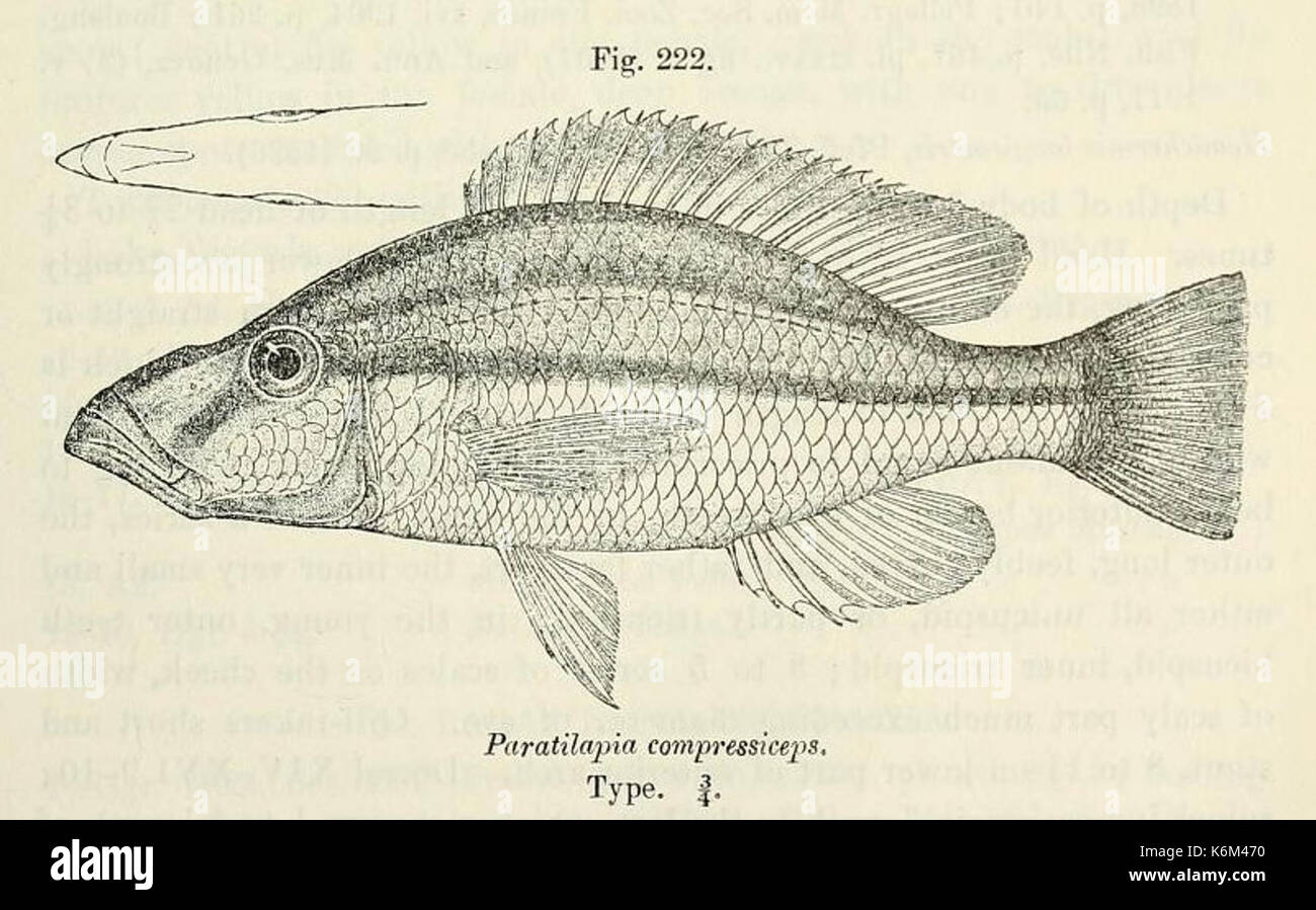 Dimidiochromis compressiceps2 Stock Photo