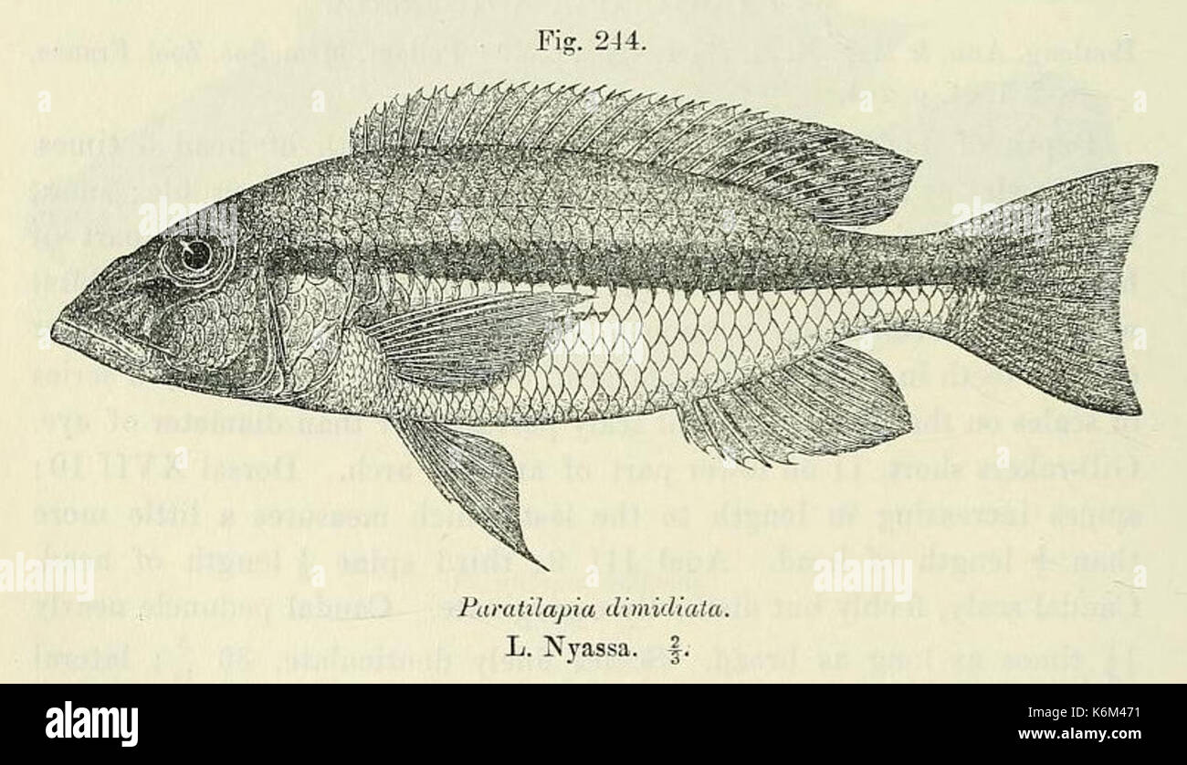 Dimidiochromis dimidiatus Stock Photo