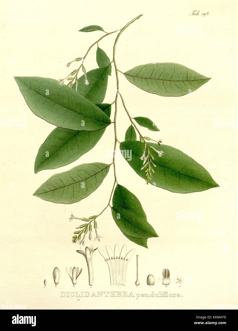 Diclidanthera penduliflora Martius Nov. Gen. Sp. Pl. 2, t. 196 Stock Photo