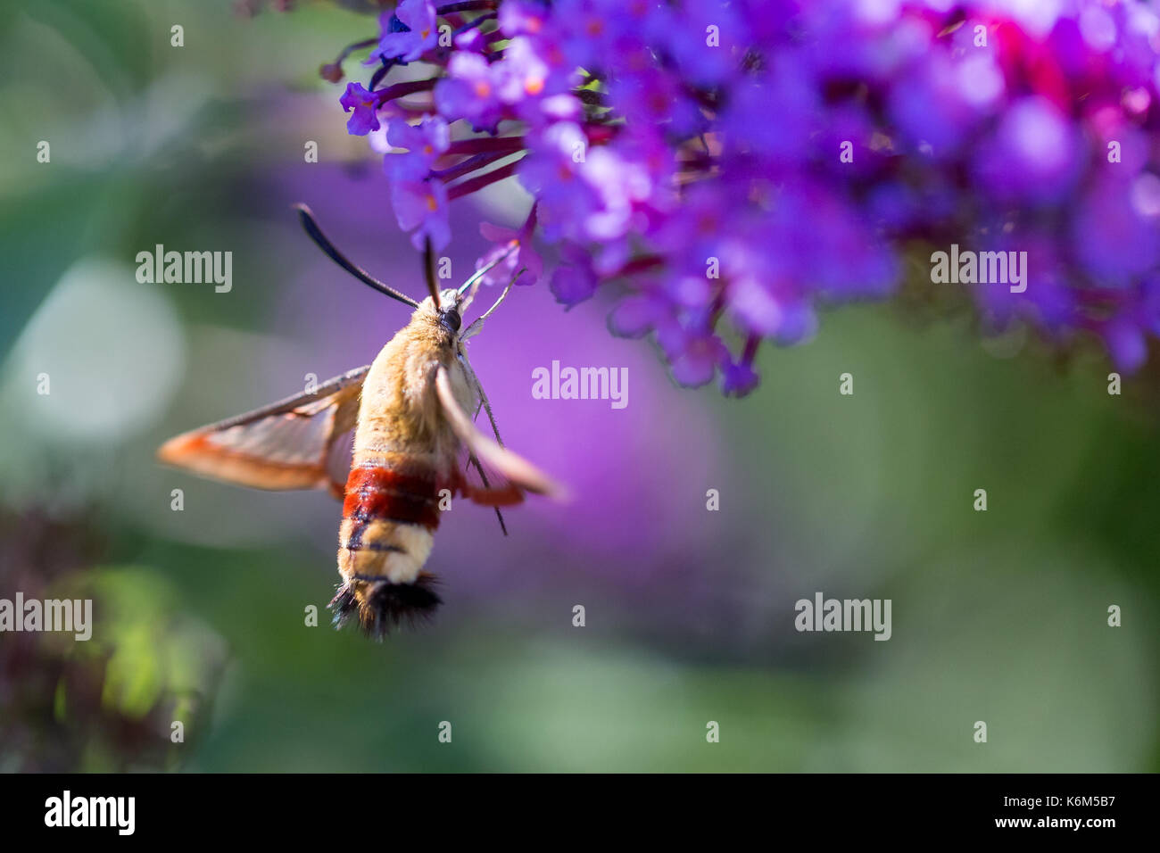 macro of a hummingbird hawk-moth on a flower from the side Stock Photo