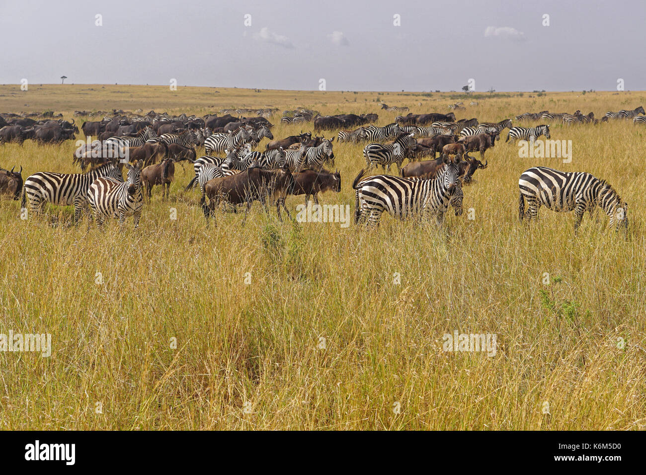 Gnu and zebra animal migration in Africa Stock Photo