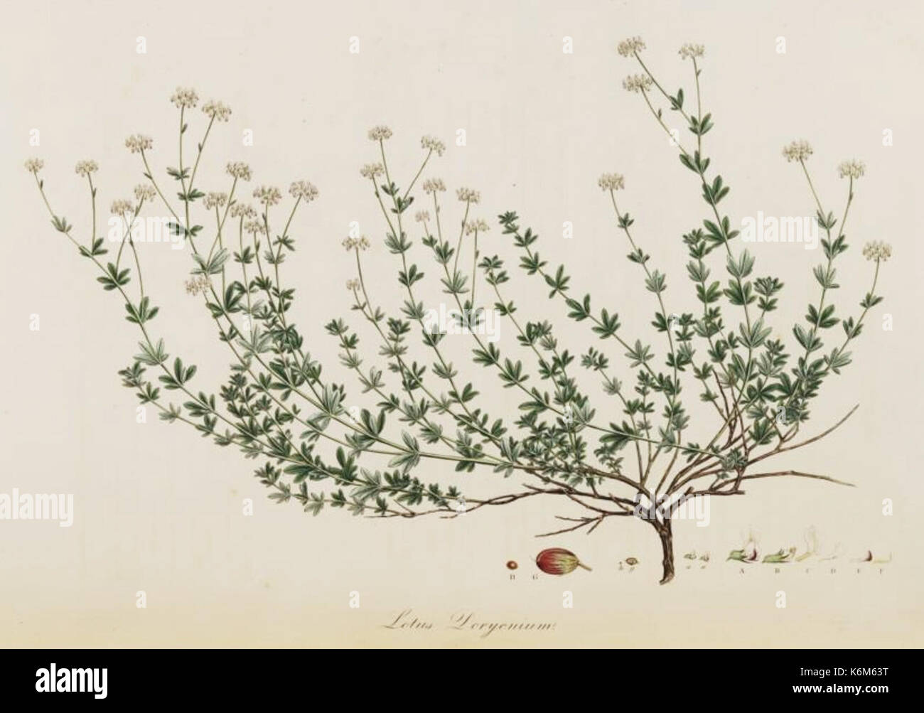 Dorycnium pentaphyllum   Flora Graeca   vol. 8   t. 760 Stock Photo