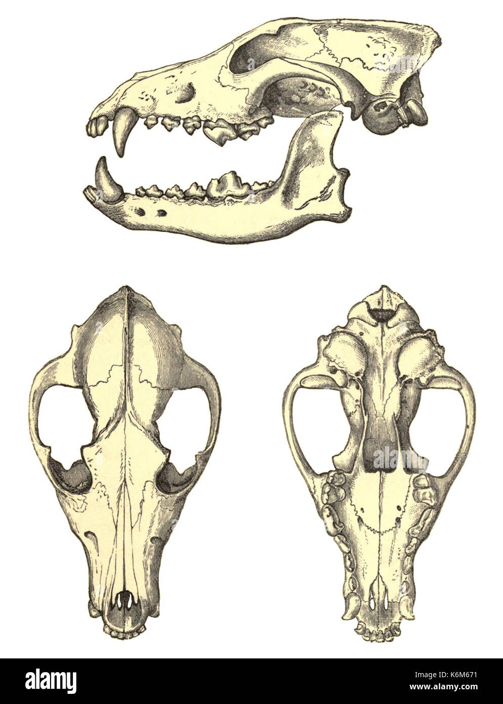 Dogs Jackals Wolves And Foxes Wolf Skull Stock Photo Alamy