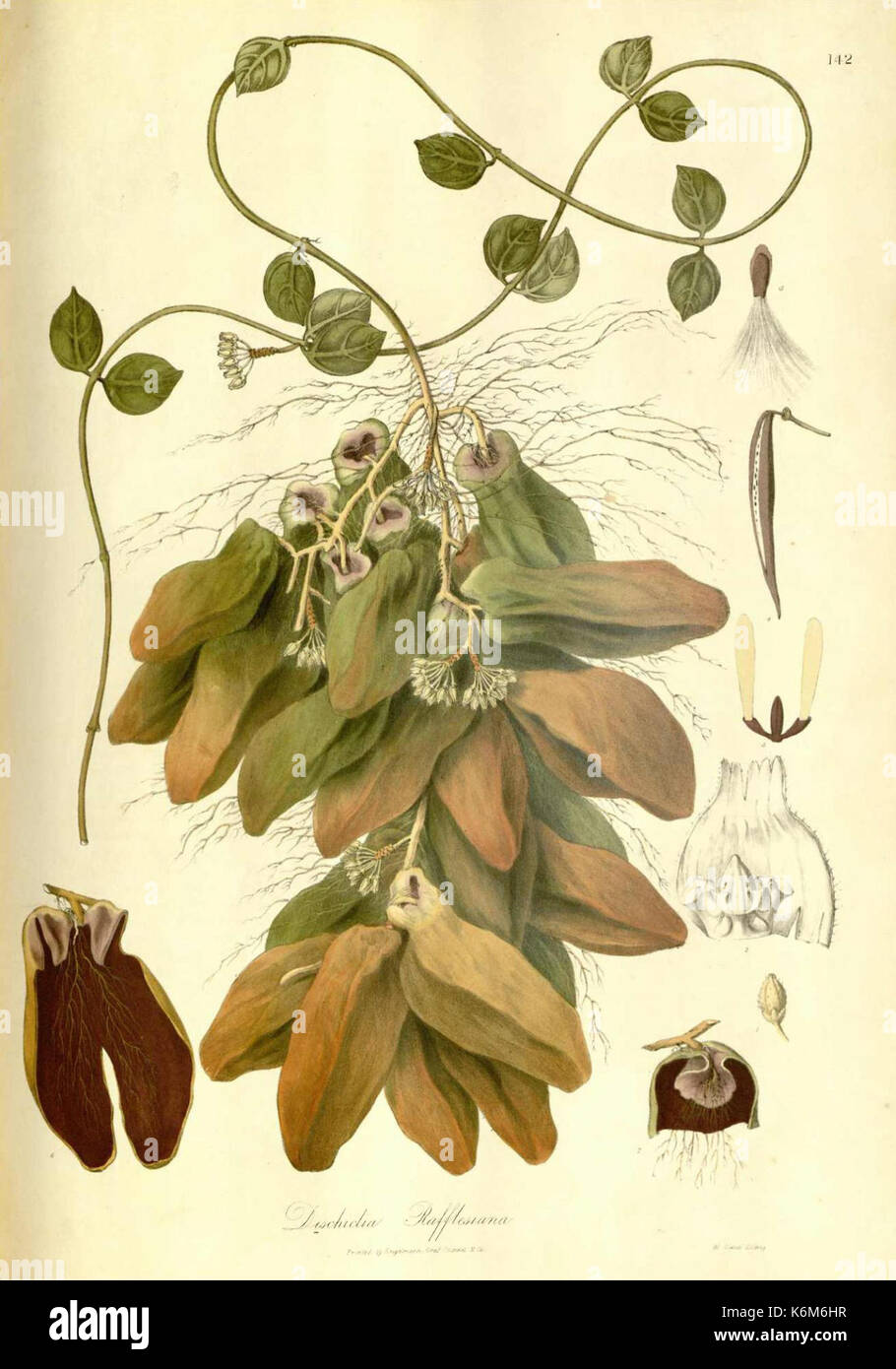 Dischidia major hi-res stock photography and images - Alamy