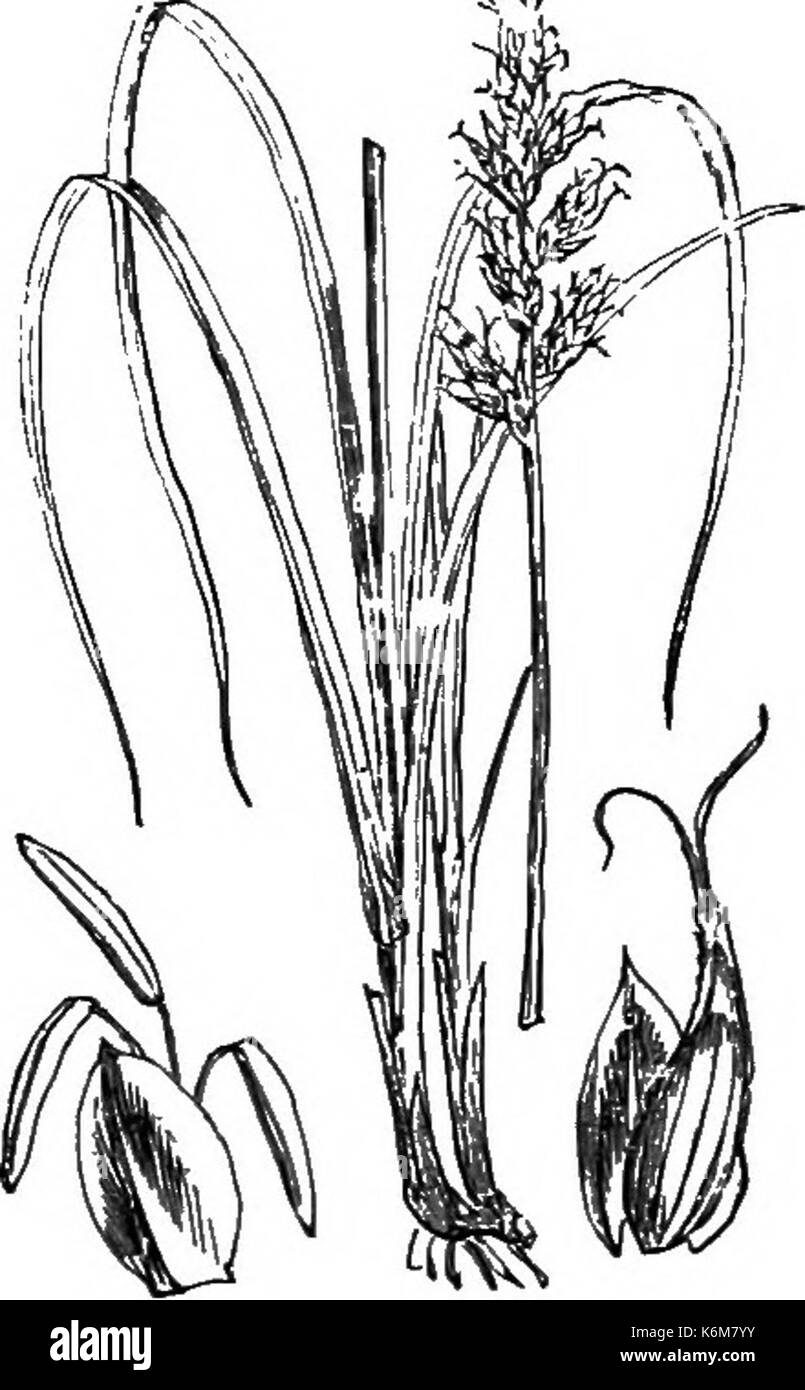 Carex elongata illustration (1) Stock Photo