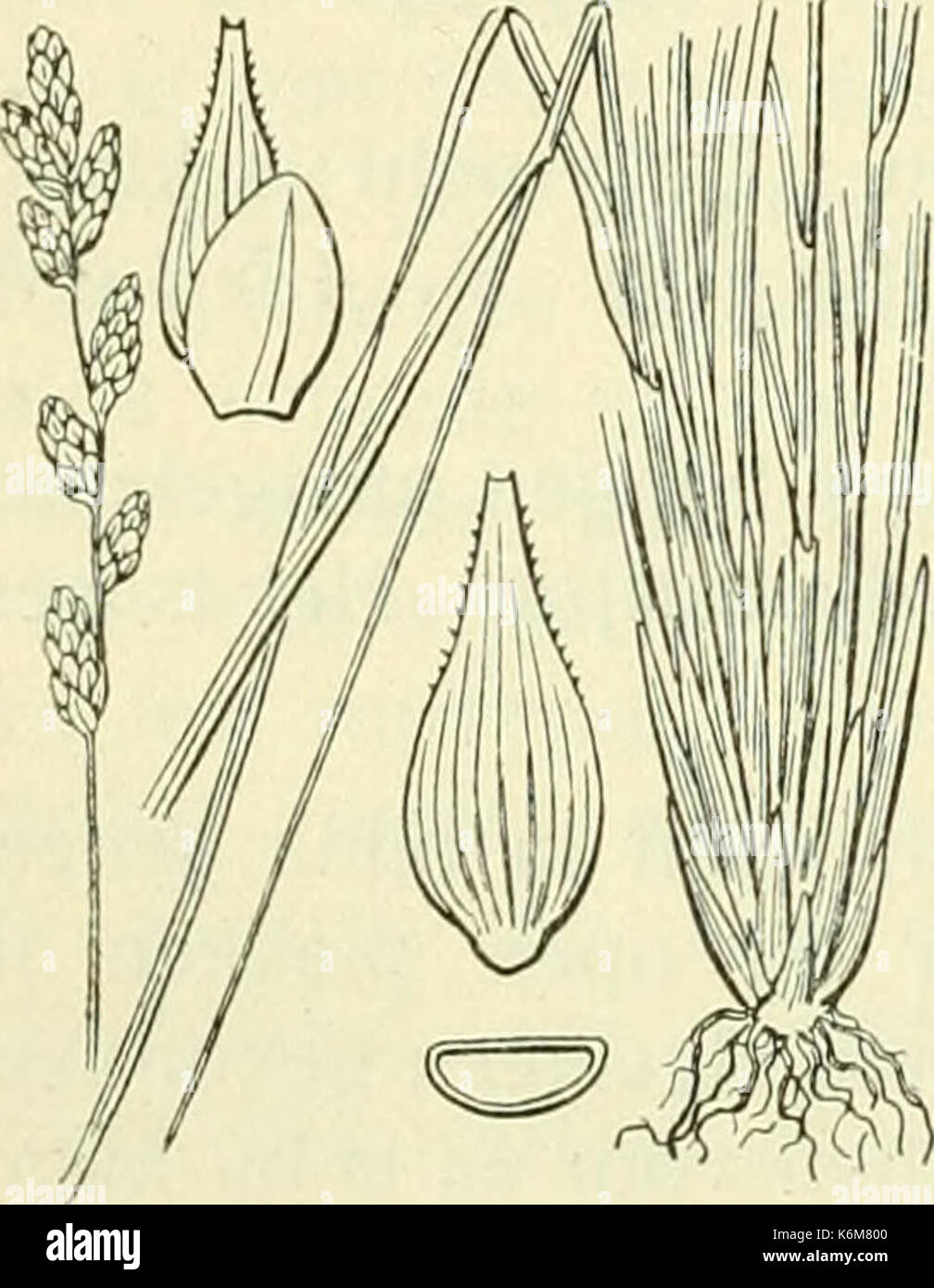 Carex elongata illustration (2) Stock Photo