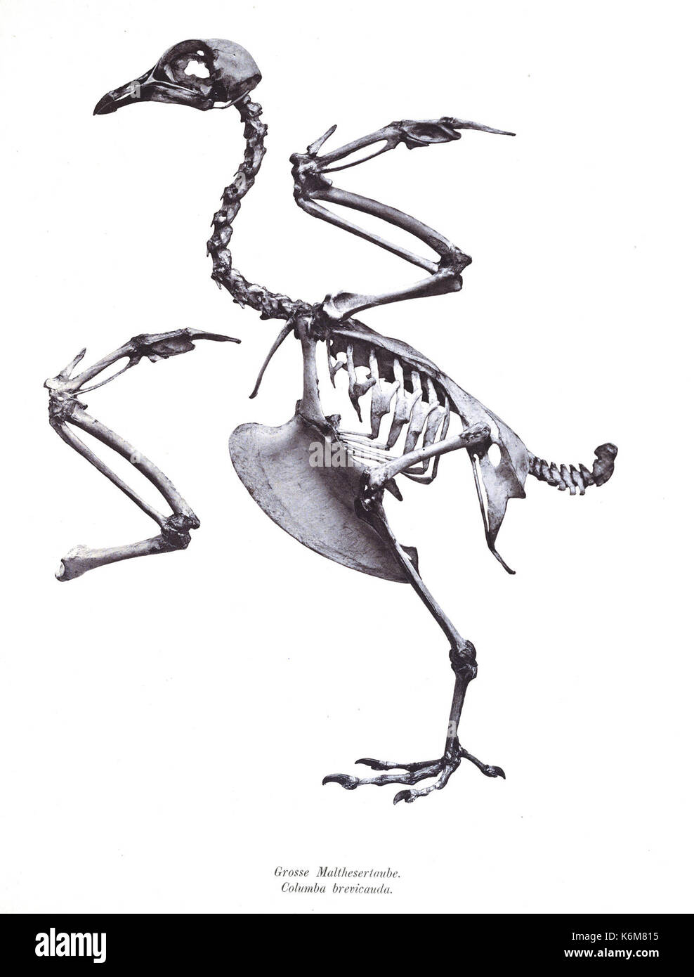 Brevicauda hi-res stock photography and images - Alamy