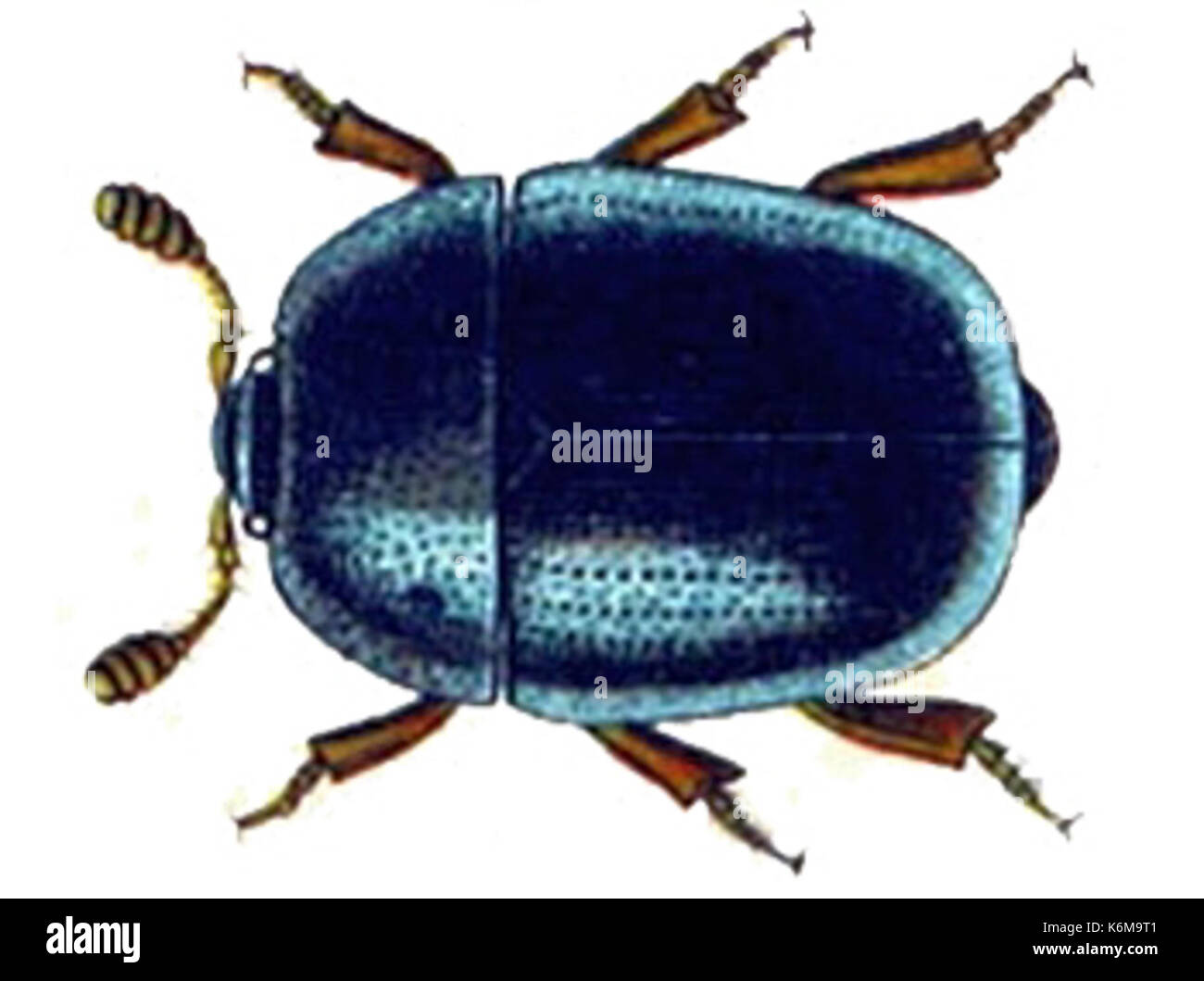 Cyllodes ater Stock Photo