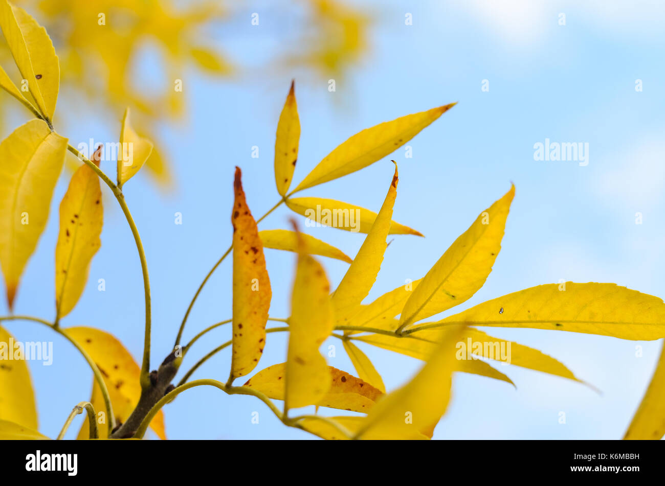 Yellow foliage on a tree branch against a blue sky blurred background ...
