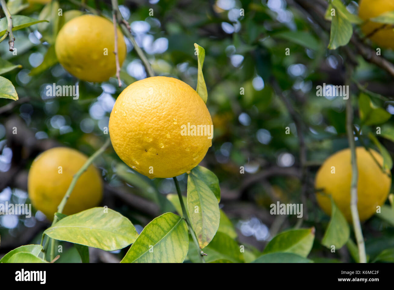 Yellow citrus fruits hang hi-res stock photography and images - Alamy