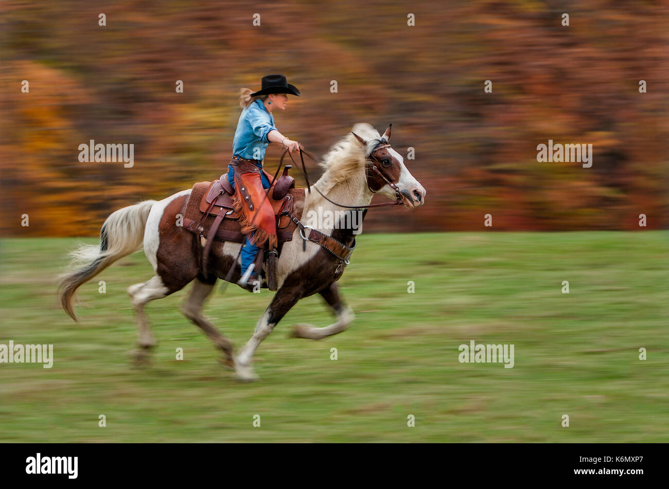 Cowgirl riding Paint Horse thru field with beautiful warm colors from ...