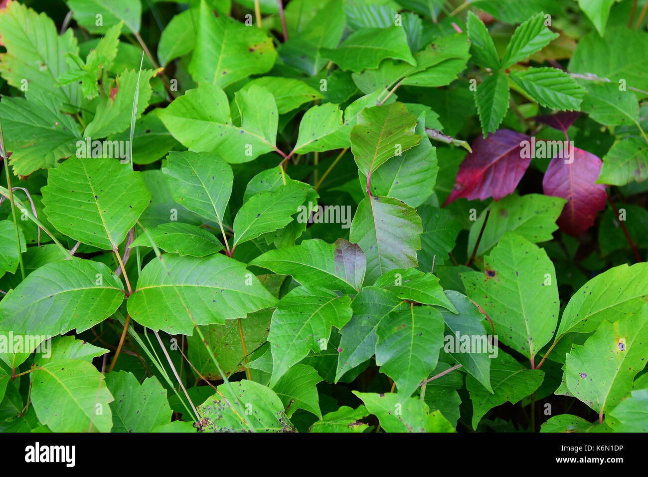 Patch of poison ivy in the forest meadow in the Southern Adirondack Mountains, New York, NY USA Stock Photo