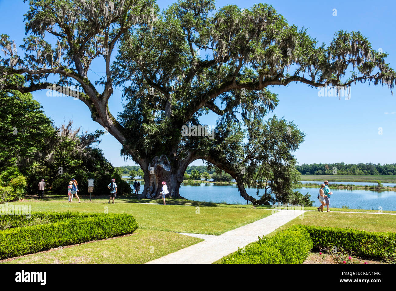 Charleston South Carolina,Middleton Place,Ashley River,rice plantation,antebellum,1730,garden,live oak tree,Middleton Oak,SC170514176 Stock Photo