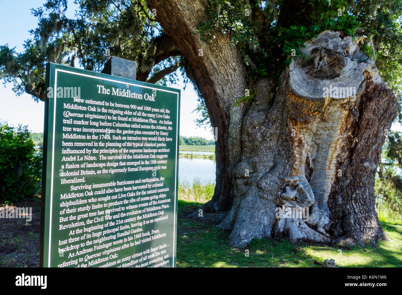 Charleston South Carolina,Middleton Place,Ashley River,rice plantation,antebellum,1730,garden,Middleton Oak,SC170514177 Stock Photo